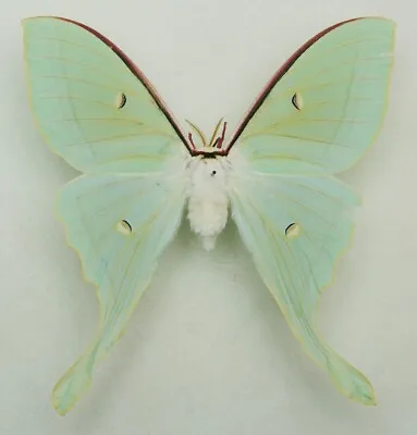 Saturniidae - Actias Ningpoana - Chinese Moon Moth - Female • $20