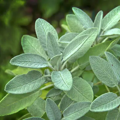 Sage Herb Seed Hardy Perennial Plant Grow Your Own Herbs Shrub Aromatic UK Seeds • £1.70