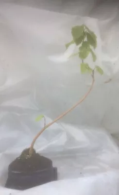 £29.50 • Buy Bonsai Tree - Hazel (Corylus Avellana) Yamadori