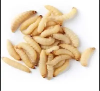 Live Wax Worms Qty:250 To 1000 Feeding Reptiles/Fishing USPSFree Shipping/Fedex • $27.80