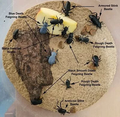 Desert Beetle Variety Pack: Customize Your Order! Dth Feigning Beetles & More! • $8