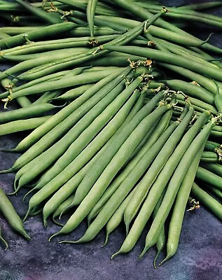 Vegetable - Dwarf French Bean - Safari - 100 Seeds • £2.40