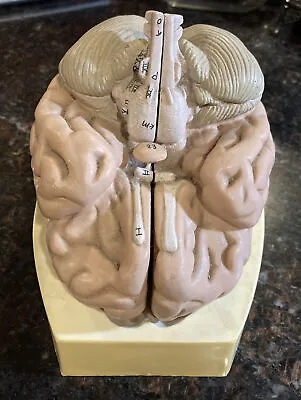 Vintage Model Of Human Brain By Somso West Germany 4 Parts Accurate Oddity • $280