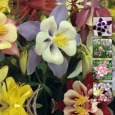 AQUILEGIA Angel's Ranunculus Orchid X30 Seeds. Mix Of Modern Bicolour Flowers • $6.25