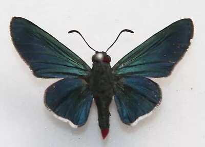 Butterfly  X1 Female Mysoria Barcastus Alta (Trinidad) Endemic • $5.68