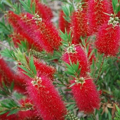 5 X Callistemon Citrinus - Red Bottlebrush Plant - 10cm - In Forestry Tubes • $10