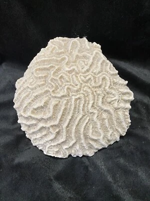 $42 • Buy Natural BRAIN CORAL Fossil- 5 Lbs