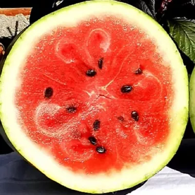 Moon And Star Watermelon Seeds | NON-GMO | Heirloom | Fresh Garden Seeds • $40