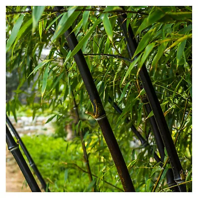 Fargesia Nitida 'Black Pearl' / Fountain Bamboo In 9cm Pot Stunning Dark Canes • £12.99