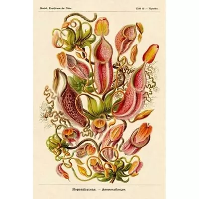 Haeckel Nature Illustrations: Pitcher Plants Poster Print By Ernst Haeckel • $20.53