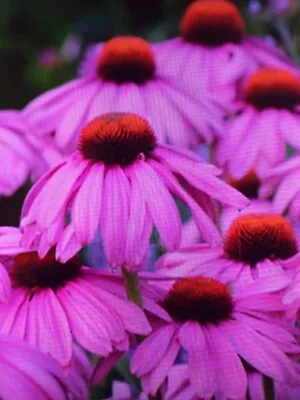 Coneflower Echinacea Magnus Plant In 13cm Pot Approx. Pink.......... • £3.19