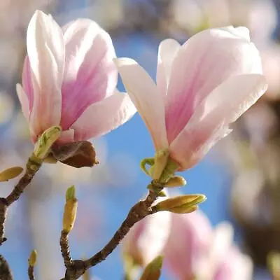 Magnolia Soulangeana Ornamental Spring Flowering Tree Pink White Plant 12L Pot • £107.98