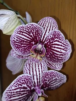 $35 • Buy Phalaenopsis Orchids Z4 X Spotty Dotty Butterfly In Flower