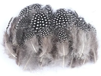 120 Natural Feathers Spotted Speckled Arts And Crafts Collage Hats Fancy Dress • £4.79