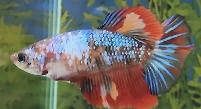 Female Multi Coloured Halfmoon Betta • £14