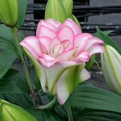 Lilles ROSELILY ANOUSKA 3 Bulbs Lilly Ready To Plant • £13.95