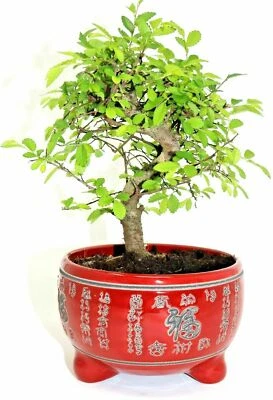 £39.99 • Buy CHINESE ELM BONSAI TREE  - All Sizes - You Choose
