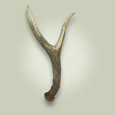 Naturally Shed Mule Deer Antler Single 2 Point Grade A 12  Long Found In Idaho • $25