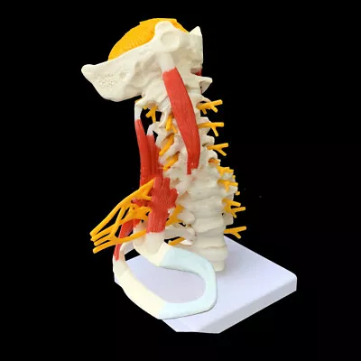Medical Teaching Human Skeleton Skeleton Model • $69.99