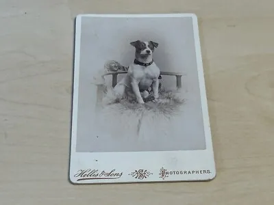 Jack Russell Sitting On Carved Chair CDV Photo Hellis & Sons 1890s Dog Antique • £34.99