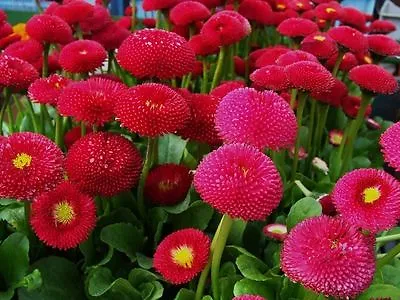 DAISY ENGLISH - 500 Seeds -  POMPONETTE RED - BELLIS PERENNIS • £1.99