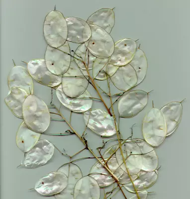 100 LUNARIA Biennis ( MONEY PLANT / Silver Dollar / Honesty ) Flower Seeds • $3