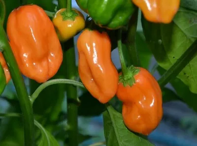ORANGE HABANERO HOT PEPPER SEEDS 30+ VERY HOT Muy Caliente! SPICY FREE SHIPPING • $1.80