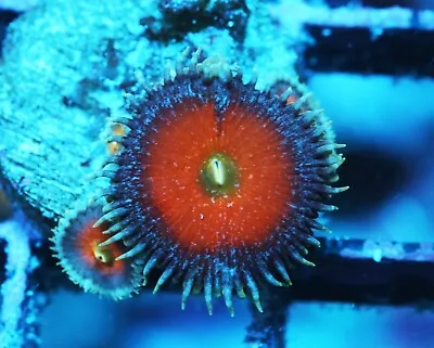 Nuclear Death Paly Zoanthids Paly Zoa SPS LPS Corals WYSIWYG • $4.99