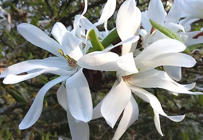 Anise Magnolia Salicifolia Willow Leaved Magnolia Small Hardy Flowering Tree • £12.90