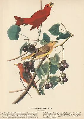 1942 Audubon Art Print 44 Summer Tanager. Vintage Bird Illustration • $9.49