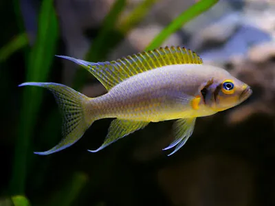 Lamprologus Brichardi Daffodil Tanganyika Cichlid 4cm • £20