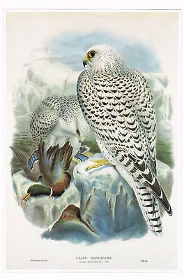 Gyrfalcon Greenland Falcon Bird Print Old Picture Joseph Wolf Vintage CNHPBOP#81 • £3.99