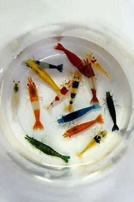 Adult Neocaridina Candy Skittle Live Shrimp Mixed Colors Aquarium • $17.95