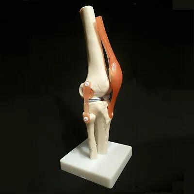 1:1 Size Human Knee Joint Simulation Model Medical Anatomy Education US STOCK • $34.19