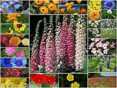 MEADOW WILD FLOWER SEEDS & ANNUALS BEE & BUTTERFLY GRASS 10g To 5kg  Mix 26 • £2.99