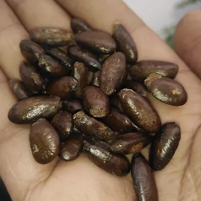 $3.99 • Buy 15 Soursop Seeds ,Annona Muricata, Fruit Matured Seeds Sri Lanka