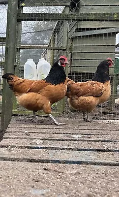 Black Vorwerk Hatching Eggs X6  • £10