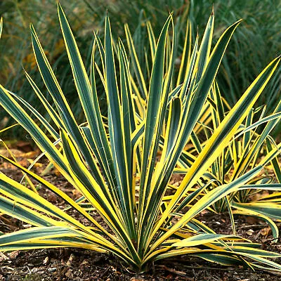 Yucca Bright Edge Compact Evergreen White Flowering Outdoor Garden Shrub • £9.99