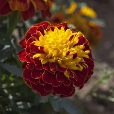 35+ Janie Spry Marigold Flower Seeds / Annual • $4.49