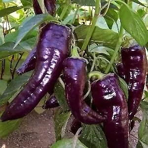 Pepper Marconi Purple    250 Seeds • $16.20