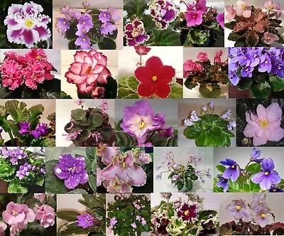 African Violet *10 Leaves/5 NAMED Varieties* MINI/SEMI/STND Unrooted Leaf Sets • $24