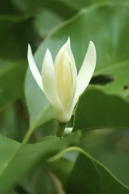 Grafted Michelia Alba Live Plant White Flowers 3 Gallon Pot. • $105.95