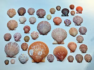 Lot 40 Orange & Calico Scallop Sea Shells Florida Gulf Beach Real Seashell Decor • $13.50