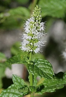 500 SPEARMINT (English Mint) Mentha Spicata Herb Flower Seeds • £2.41