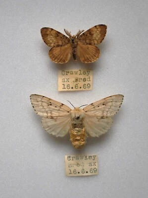£4.99 • Buy Gypsy Moth Pair Crawley West Sussex  Insects/Lepidoptera/ Taxidermy