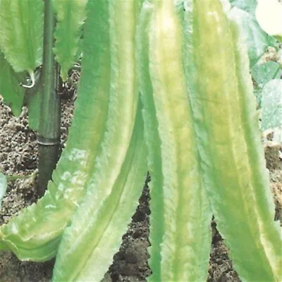 10 Heirloom Winged Bean Seed  Free Ship  Healthy ! Tasty ! Asian !! Specialty !! • $5.50