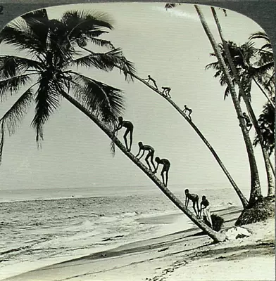 Keystone Stereoview Natives Climbing Palm TreesCeylon Of 600/1200 Card Set #862 • $0.99