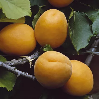 You Garden - Apricot 'Aprigold' Patio Fruit Tree Bare Root • £22.99