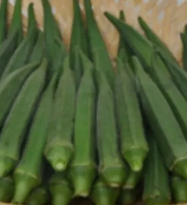 Bangladeshi 40 Seeds Spineless Okra Ladies Finger Bindi Dheros 100% Organic • £3.09