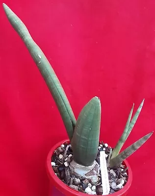 SANSEVIERIA Obake #2- Rhino Plant - Rare Form -Tolerant Of Low Light /low Water • $79